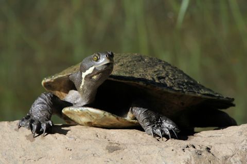 Brisbane Short-necked Turtle (Emydura signata)